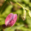 vicia sativa