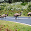 Emu