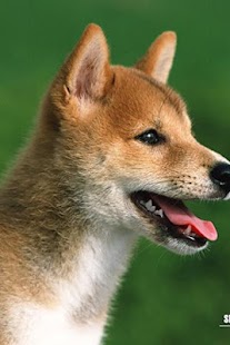 How to install Shiba Inu Puzzle patch 1.1 apk for laptop