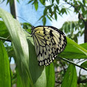 Rice Paper
