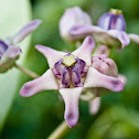 Giant milkweed