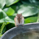 Eastern chipmunk