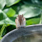 Eastern chipmunk