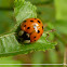 Asian Ladybug