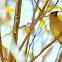 Cedar Waxwing