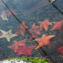 Starfish