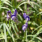 Western Monkshood