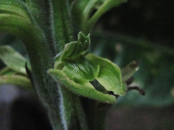 Spotting Image 1