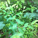 Indian Hemp