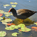 Dusky Moorhen