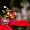 Red passion flower