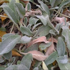 lamb's ear
