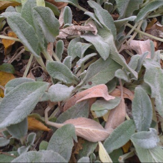 Spotting Image 1