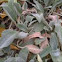 lamb's ear