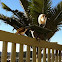 Honeyeater, ibis and Butcher Bird