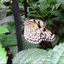 Large Tree Nymph