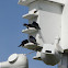 Purple Martin