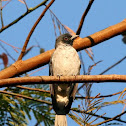 Black-faced Cotinga