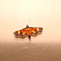 Crambidae Moth
