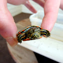 Painted Turtle