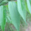 Staghorn Sumac