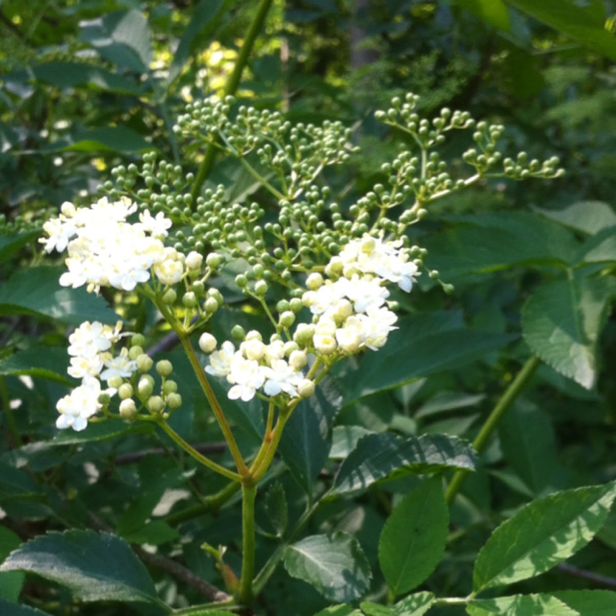 Holunder or Elderberry