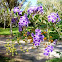Duranta