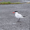 Royal Tern