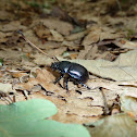 Dor beetle