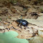 Dor beetle