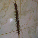 Centipede