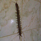 Centipede
