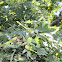 white oak