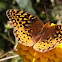 Great Spangled Fritillary Butterfly
