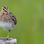 Wilson's Snipe