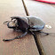 Rhinoceros beetle