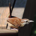 Carolina Wren