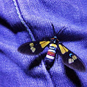 Wasp moth