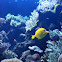 Yellow tang