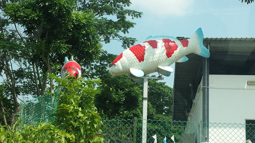 Giant Koi