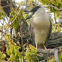 Black Crowned Night Heron