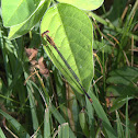 Orange Bluet