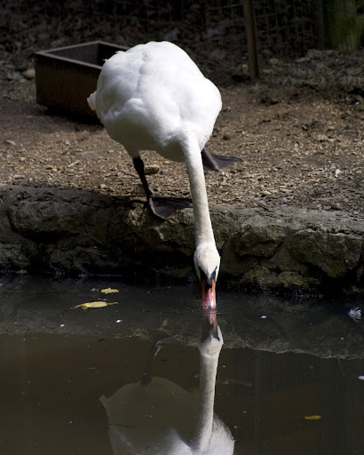 Swan, Ljubljana ZOO