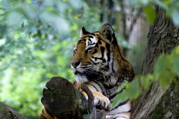 Tiger, Ljubljana ZOO