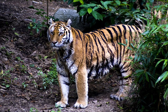 Tiger, Ljubljana ZOO