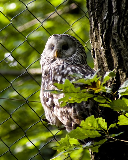 Owl, Ljubljana ZOO