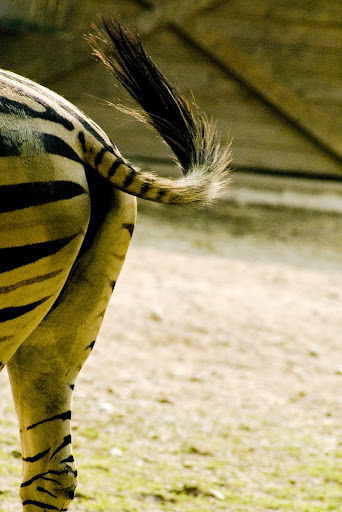 Zebra, Ljubljana ZOO