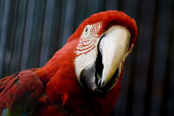 Ara, Ljubljana ZOO
