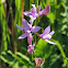 Grass Pink