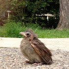 northern cardinal